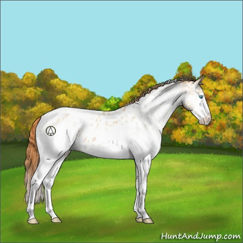 Horse Color:White Spotted Buckskin Pearl Sabino Appaloosa 