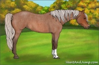 Horse Color:Silver Bay Roan 