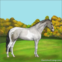 Horse Color:Grullo Sabino Tobiano 