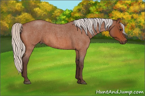 Horse Color:Silver Bay Roan 