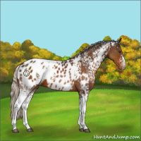Horse Color:White Spotted Silver Buckskin Sabino Near Leopard 