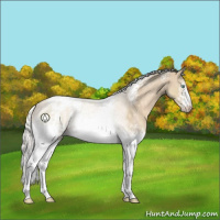 Horse Color:White Spotted Silver Perlino Sabino Appaloosa