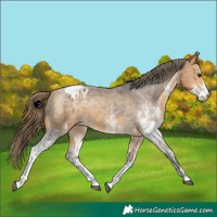 Horse Color:White Spotted Buckskin Appaloosa 