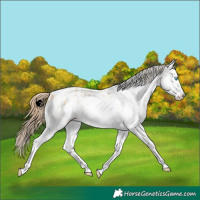 Horse Color:White Spotted Buckskin Pearl Sabino Appaloosa 