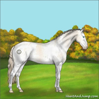 Horse Color:White Spotted Perlino Appaloosa 