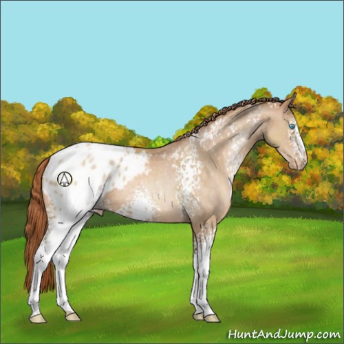 Horse Color:White Spotted Buckskin Pearl Appaloosa 