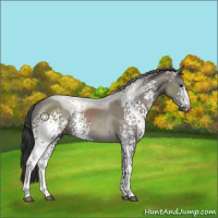 Horse Color:White Spotted Grullo Sabino Rabicano 
