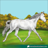 Horse Color:White Spotted Silver Buckskin Sabino Appaloosa 
