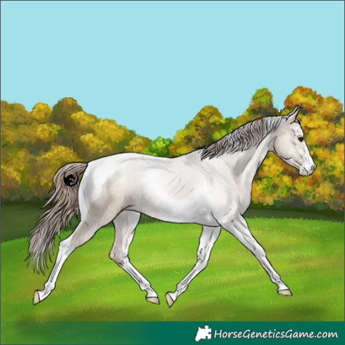 Horse Color:Grullo Pearl Sabino Tobiano 