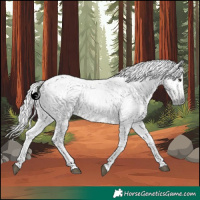 Horse Color:Gray White Spotted Buckskin Appaloosa Rabicano 
