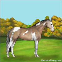 Horse Color:Brown Dun Sabino Splash Tobiano Rabicano 