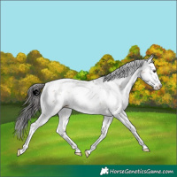 Horse Color:Brown Dun Sabino Splash Rabicano 