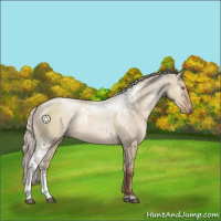 Horse Color:White Spotted Silver Grullo Pearl Sabino Rabicano 