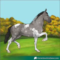 Horse Color:Smoky Grullo Tobiano