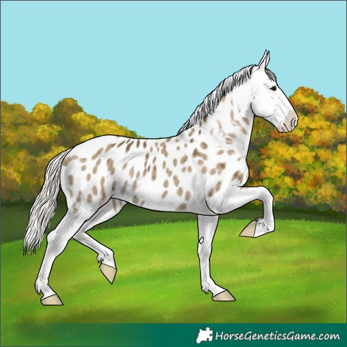 Horse Color:Silver Smoky Grullo Appaloosa Brindle 
