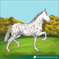 Horse Color:Silver Smoky Grullo Appaloosa Brindle 