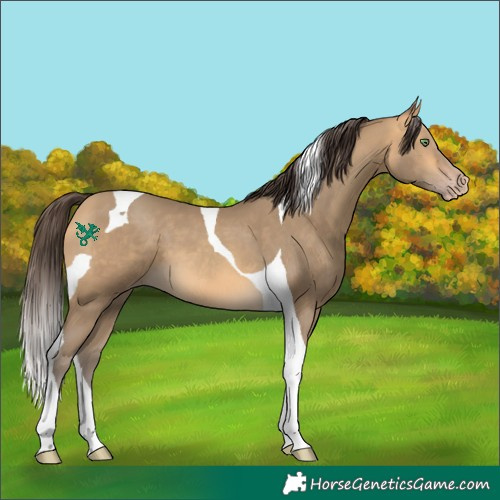 Horse Color:Sable Cream Champagne Tobiano 