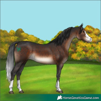 Horse Color:Brown 