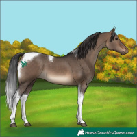 Horse Color:Brown Dun Tobiano 