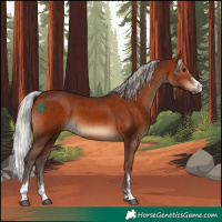 Horse Color:Silver Bay 