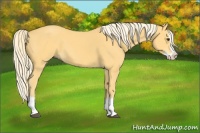 Horse Color:Palomino Sabino Splash 
