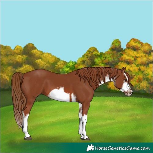 Horse Color:White Spotted Chestnut Splash Frame