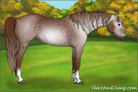 Horse Color:Gray White Spotted Chestnut 