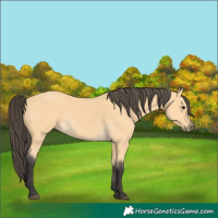 Horse Color:Buckskin 