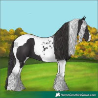 Horse Color:Smoky Black Tobiano 