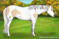 Horse Color:Gold Cream Champagne Splash Tobiano Rabicano