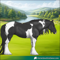 Horse Color:Black Tobiano 