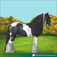 Horse Color:Black Tobiano