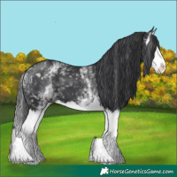 Horse Color:White Spotted Black Splash 
