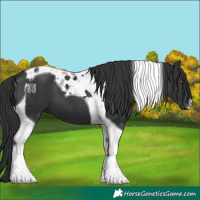 Horse Color:Black Tobiano 