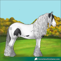 Horse Color:Black Splash Tobiano