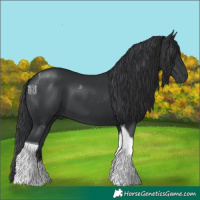 Horse Color:Black Tobiano 