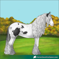 Horse Color:Black Splash Tobiano 