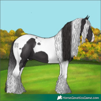 Horse Color:Smoky Black Tobiano 