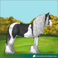 Horse Color:Black Sabino Tobiano