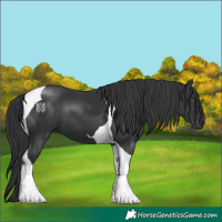 Horse Color:Black Tobiano 