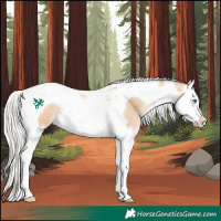 Horse Color:Silver Bay Pearl Dun Splash Tobiano 