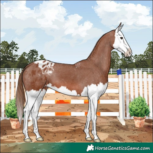 Horse Color:Chestnut Splash Appaloosa 