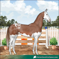 Horse Color:Chestnut Splash Blanket 