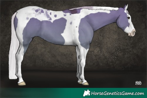 Horse Color:Silver Grullo Splash Tobiano 