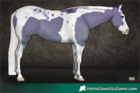 Horse Color:Silver Grullo Splash Tobiano 