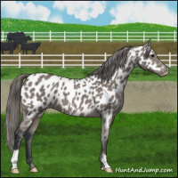 Horse Color:Black Appaloosa 