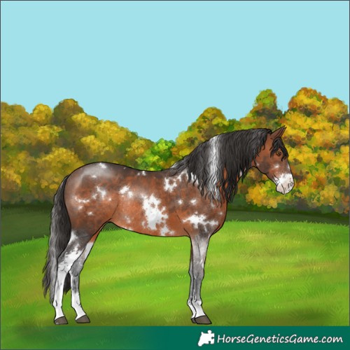 Horse Color:White Spotted Brown Sabino Rabicano 