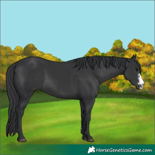 Horse Color:Black Sabino Rabicano 