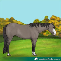 Horse Color:Smoky Grullo Sabino Rabicano 