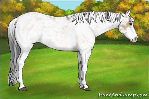 Horse Color:Brown Dun Sabino 